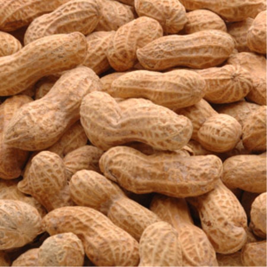 Azar Peanut In The Shell Salted, 25 Pound -- 1 Case