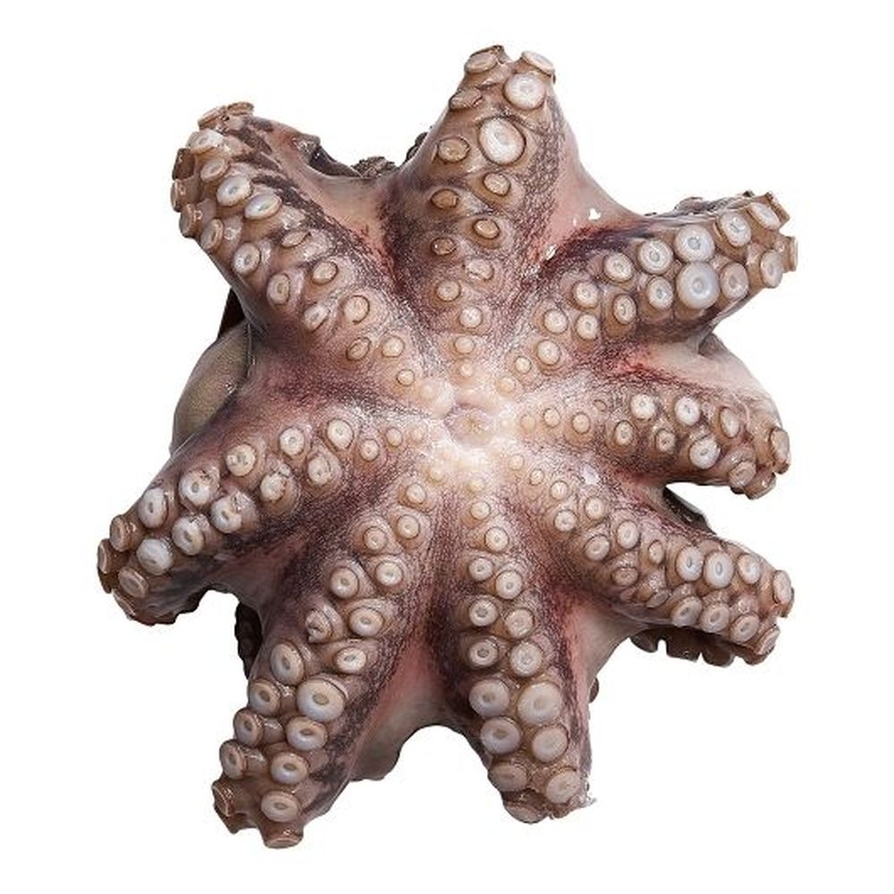 Panapesca Whole Flower Octopus Pulpo, 10 Pound