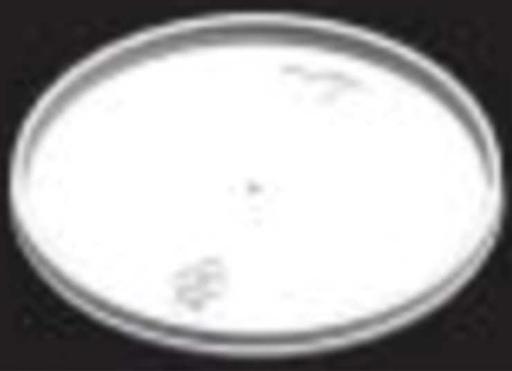 WinCup Translucent Vented Polystyrene Lid Only -- 1000 per case