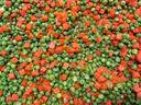Commodity Vegetables Diced Pea and Carrot, 20 Pound.